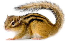 Streifenhörnchen