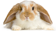 Karotte, bitte! Hase